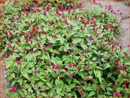 Persicaria amplexicaulis &#039;Inverleith&#039; | Duizendknoop, Adderwortel