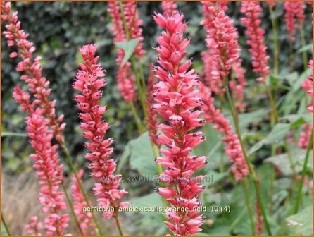 Persicaria amplexicaulis &#039;Orange Field&#039; | Duizendknoop, Adderwortel