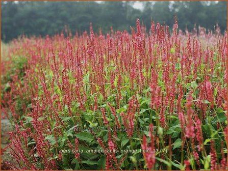 Persicaria amplexicaulis &#039;Orange Field&#039; | Duizendknoop, Adderwortel