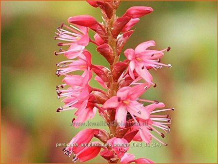 Persicaria amplexicaulis &#039;Orange Field&#039; | Duizendknoop, Adderwortel