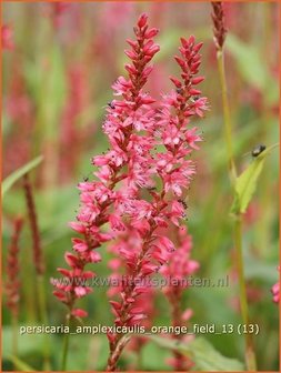 Persicaria amplexicaulis &#039;Orange Field&#039; | Duizendknoop, Adderwortel