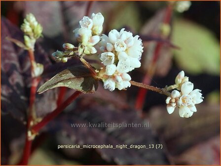 Persicaria microcephala &#039;Night Dragon&#039; | Duizendknoop | Kleinkopfiger Kn&ouml;terich