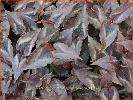 Persicaria microcephala &#039;Night Dragon&#039; | Duizendknoop | Kleinkopfiger Kn&ouml;terich