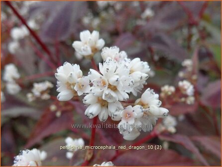 Persicaria microcephala &#039;Red Dragon&#039; | Duizendknoop, Adderwortel