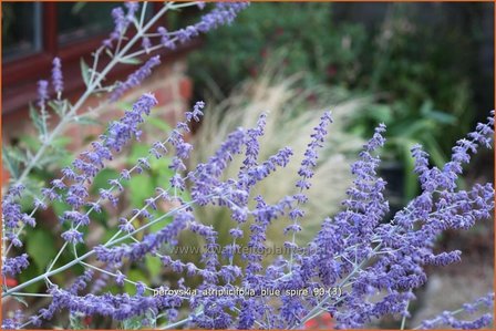 Perovskia atriplicifolia &#039;Blue Spire&#039; | Russische salie, Blauwspirea, Reuzenlavendel