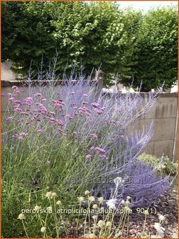 Perovskia atriplicifolia &#039;Blue Spire&#039; | Russische salie, Blauwspirea, Reuzenlavendel