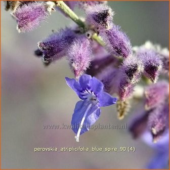 Perovskia atriplicifolia &#039;Blue Spire&#039; | Russische salie, Blauwspirea, Reuzenlavendel