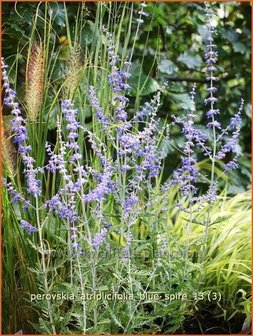 Perovskia atriplicifolia &#039;Blue Spire&#039; | Russische salie, Blauwspirea, Reuzenlavendel