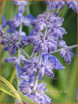 Perovskia atriplicifolia &#039;Blue Spire&#039; | Russische salie, Blauwspirea, Reuzenlavendel