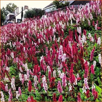 Persicaria affinis &#039;Darjeeling Red&#039; | Duizendknoop, Adderwortel