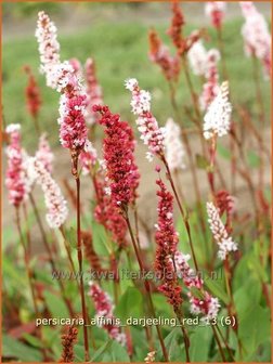 Persicaria affinis &#039;Darjeeling Red&#039; | Duizendknoop, Adderwortel