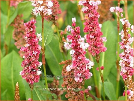 Persicaria affinis &#039;Kabouter&#039; | Duizendknoop, Adderwortel