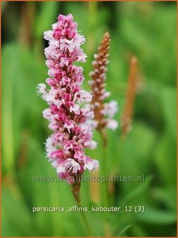 Persicaria affinis &#039;Kabouter&#039; | Duizendknoop, Adderwortel