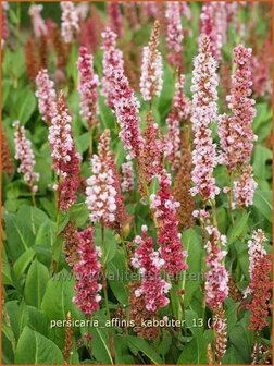 Persicaria affinis &#039;Kabouter&#039; | Duizendknoop, Adderwortel