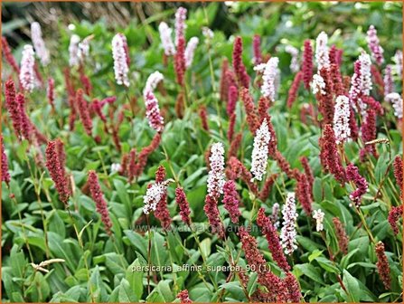 Persicaria affinis &#039;Superba&#039; | Duizendknoop, Adderwortel