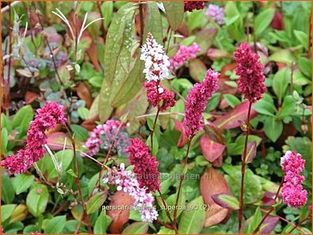 Persicaria affinis &#039;Superba&#039; | Duizendknoop, Adderwortel