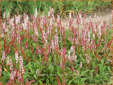 Persicaria affinis &#039;Superba&#039; | Duizendknoop, Adderwortel