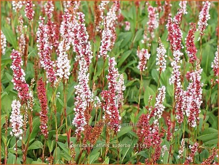 Persicaria affinis &#039;Superba&#039; | Duizendknoop, Adderwortel