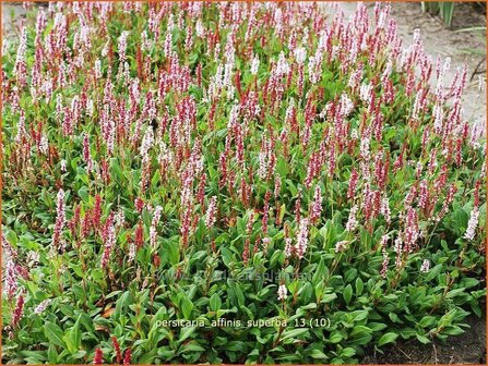 Persicaria affinis &#039;Superba&#039; | Duizendknoop, Adderwortel