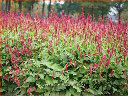 Persicaria amplexicaulis | Duizendknoop, Adderwortel