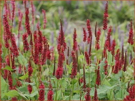 Persicaria amplexicaulis &amp;#39;Blackfield&amp;#39; | Doorgroeide duizendknoop, Adderwortel, Duizendknoop | Kerzenkn&ouml;terich