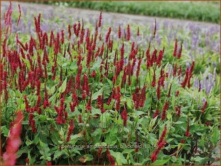 Persicaria amplexicaulis &amp;#39;Blackfield&amp;#39; | Doorgroeide duizendknoop, Adderwortel, Duizendknoop | Kerzenkn&ouml;terich