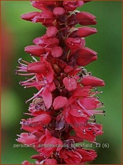 Persicaria amplexicaulis &amp;#39;Blackfield&amp;#39; | Doorgroeide duizendknoop, Adderwortel, Duizendknoop | Kerzenkn&ouml;terich