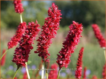 Persicaria amplexicaulis &#039;Fat Domino&#039; | Duizendknoop, Adderwortel