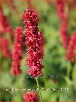 Persicaria amplexicaulis &#039;Fat Domino&#039; | Duizendknoop, Adderwortel