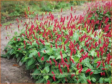 Persicaria amplexicaulis &#039;Fat Domino&#039; | Duizendknoop, Adderwortel