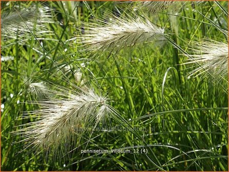 Pennisetum villosum | Zacht lampenpoetsersgras, Borstelveergras | Wolliges Lampenputzergras