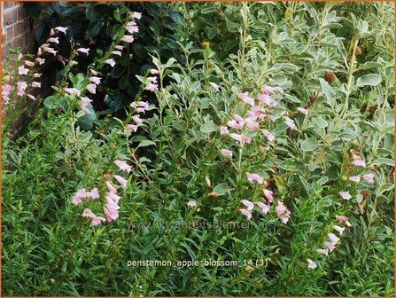 Penstemon &#039;Apple Blossom&#039; | Schildpadbloem, Slangenkop