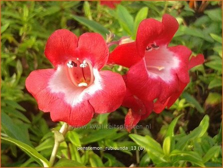 Penstemon &#039;Rubicunda&#039; | Schildpadbloem, Slangenkop