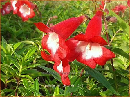 Penstemon &#039;Rubicunda&#039; | Schildpadbloem, Slangenkop