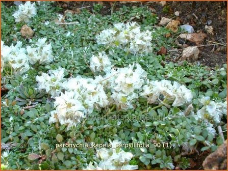 Paronychia kapela serpyllifolia