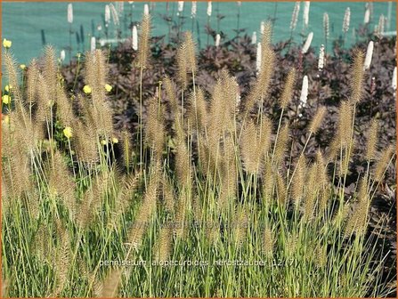 Pennisetum alopecuroides &#039;Herbstzauber&#039; | Lampenpoetsersgras