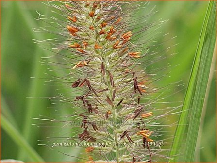 Pennisetum alopecuroides &#039;Herbstzauber&#039; | Lampenpoetsersgras