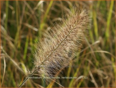 Pennisetum alopecuroides &#039;Herbstzauber&#039; | Lampenpoetsersgras