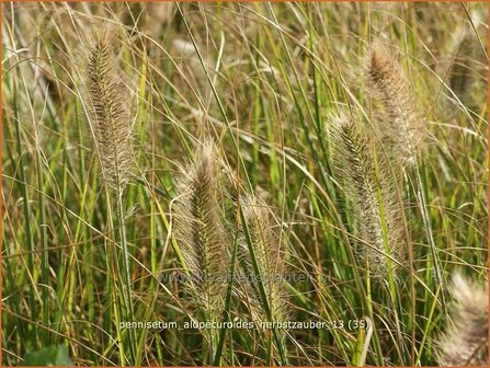 Pennisetum alopecuroides &#039;Herbstzauber&#039; | Lampenpoetsersgras