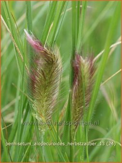 Pennisetum alopecuroides &#039;Herbstzauber&#039; | Lampenpoetsersgras