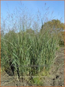 Panicum virgatum &#039;Heavy Metal&#039; | Vingergras, Parelgierst