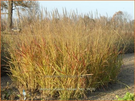 Panicum virgatum &#039;Heiliger Hain&#039; | Vingergras, Parelgierst