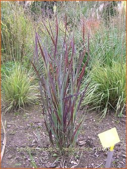 Panicum virgatum &#039;Heiliger Hain&#039; | Vingergras, Parelgierst