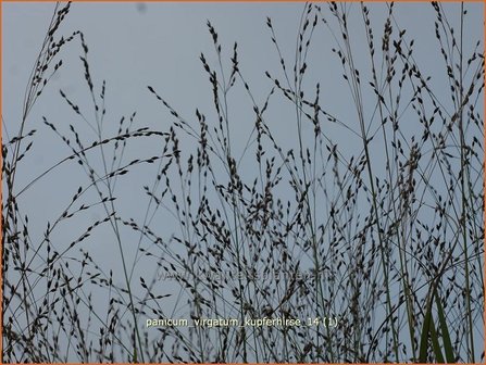 Panicum virgatum &#039;Kupferhirse&#039; | Vingergras, Parelgierst