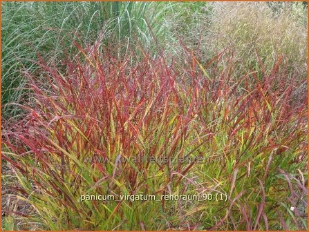 Panicum virgatum &#039;Rehbraun&#039; | Vingergras, Parelgierst