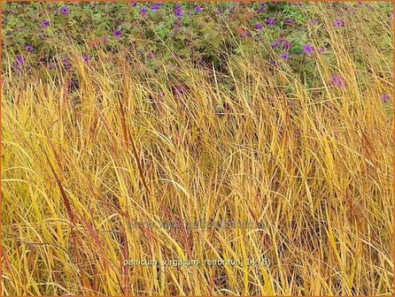 Panicum virgatum &#039;Rehbraun&#039; | Vingergras, Parelgierst