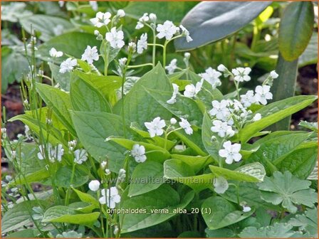 Omphalodes verna &#039;Alba&#039; | Amerikaans vergeet-mij-nietjeOmphalodes verna &#039;Alba&#039; | Amerikaans vergeet