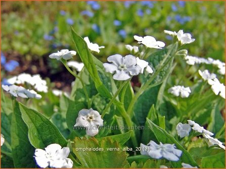 Omphalodes verna &#039;Alba&#039; | Amerikaans vergeet-mij-nietje