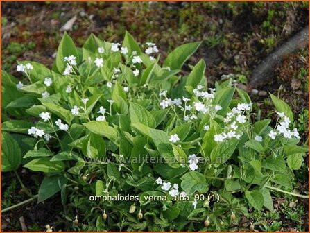 Omphalodes verna &#039;Alba&#039; | Amerikaans vergeet-mij-nietje