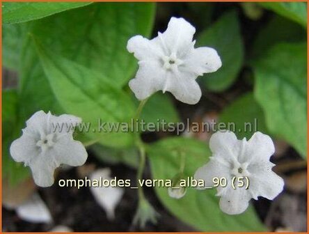 Omphalodes verna &#039;Alba&#039; | Amerikaans vergeet-mij-nietje